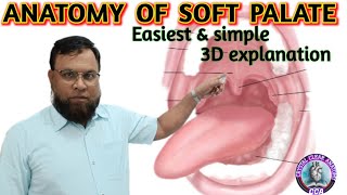 ANATOMY OF SOFT PALATE। SOFT PALATE EXAM NOTES । SOFT PALATE 3D EXPLANATION [upl. by Theran]