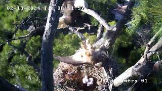 Eagle Attacks Great Horned Owl Bayley 02 13 [upl. by Yeldahc352]