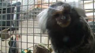 Marmoset Monkey at Monkey World Dorset UK [upl. by Eshman]