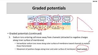 Graded potentials [upl. by Addam159]