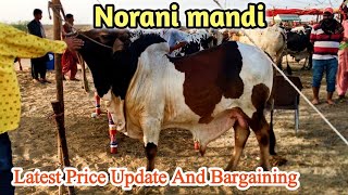 Norani Cow Mandi karachi New Rates Update 2024 cattle price [upl. by Durante]