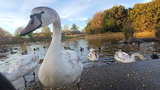 Impatient cygnet at Swanny Ponds 🌽 [upl. by Gnivre827]