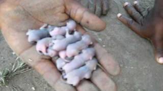 Playing With Adorable Baby Mice in Ghana Orphanage [upl. by Gaulin]