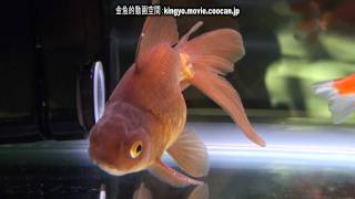 茶金第28回日本観賞魚フェア 弐歳魚の部 優勝：安藤 仁司氏持魚 [upl. by Ellenyl31]