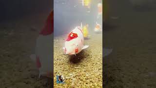 fish aquarium amazingfacts goldfish new fishing trending dastan latest facts [upl. by Pace508]