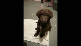 Labradoodle lesson  dog tricks [upl. by Etti781]