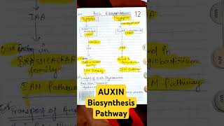 AUXIN BIOSYNTHESIS FROM TRYPTOPHAN• IAN PATHWAY• IAM PATHWAY• CSIR LIFE SCIENCES csirnet auxin [upl. by Erodoeht]