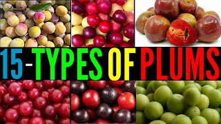 15 Types Of Plums  Catagory Of Plums  Plums Cultivation  Differen types of Fruits  Plums Plums [upl. by Nomor4]