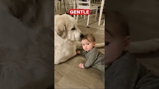 Great Pyrenees Dont Be Fooled by Their Size [upl. by Kurtzig]