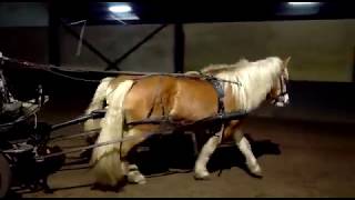 Te koop Haflinger 2span An en Janneke [upl. by Thelma]