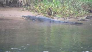 Chris Dahlbergs Daintree River Tours [upl. by Beale]