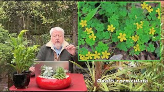 COMMENT ÉLIMINER L’OXALIS CE FAUX TRÈFLE TRÈS ENVAHISSANT  LE QUOTIDIEN DU JARDIN émission N°9 [upl. by Onoitna]