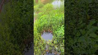 Wild fishing for small crucian carp fisherman wild fishing for crucian carp real outdoor Crazy [upl. by Pedro313]