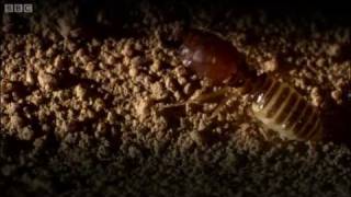 Defending the ant nest from intruders  Ant Attack  BBC [upl. by Purdum]