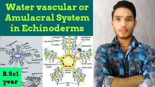 Water vascular system and amulacral system of Echinodermata [upl. by Egbert]