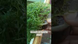 Growth of hydrila plant in soil😍🥰🥰🌿🌿hydrila liveplants guppypond [upl. by Tu]