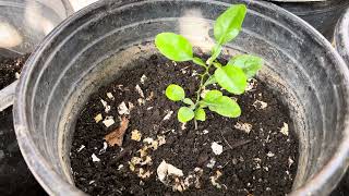 Kaffir Lime Grow From Seeds [upl. by Hwang979]