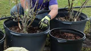 Container Blueberry Production Weed Control [upl. by Tri]