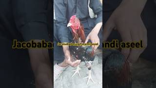 Jacobabad Murgh mandi Aseelyoutubeshortsforyou [upl. by Garwin]