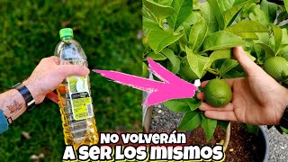 Que lastima que NO CONOZCAS este ABONO CASERO para cítricos o limoneros Huerto y Plantas Vinagre [upl. by Dnomzed]