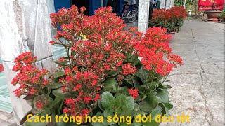 Cách trồng hoa sống đời chơi tết [upl. by Hurleigh641]