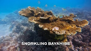 Snorkeling in front of Viva Wyndham Dominicus Beach Resort  Bayahibe Dominican Republic  4K [upl. by Ardet]