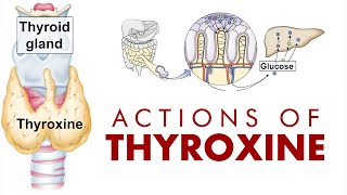 ACTIONS OF THYROXINE [upl. by Mateya]