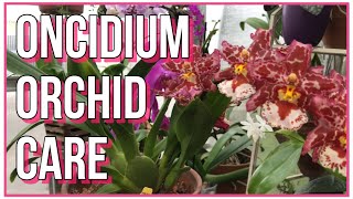 How To Care For Oncidium Orchids Orchid Care For Beginners [upl. by Tigram]