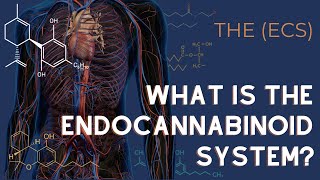 The Endocannabinoid System Explained [upl. by Eelyac]