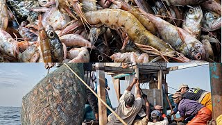 men in a boat with a large catch of prawns with a focus on one man who is holding a large prawn up [upl. by Scales]