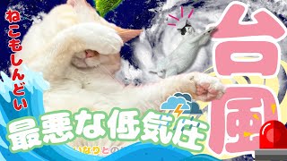 台風接近中💦低気圧に弱いねこ・・・ [upl. by Akirdnwahs]