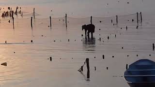 Seaweed Farming at sunset [upl. by Amann]