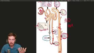 The Nephron Natures Filtration System [upl. by Reave819]