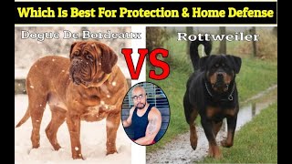 Dogue De Bordeaux VS Rottweiler quotWho Will Winquot [upl. by Assirroc]