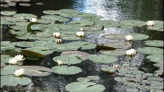 Giverny  le jardin de Claude Monet [upl. by Iorgos]