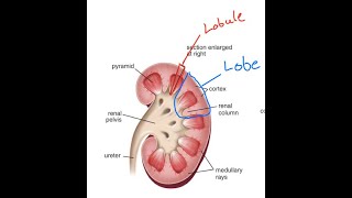 Differences between the renal lobe and renal lobule [upl. by Caterina]