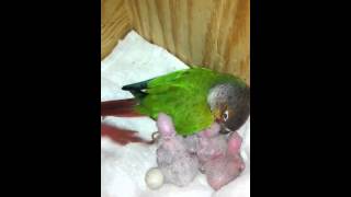 Conure parents feeding babies [upl. by Yrome]