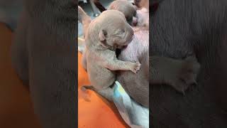 Cute Puppies Drinking Breast Milk cutepuppy puppy doglovers [upl. by Kushner]