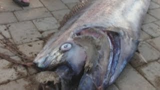 Giant 18foot oarfish found off California coast [upl. by Onitrof320]