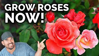 Growing Roses A Complete Beginners Guide [upl. by Atteniuq]