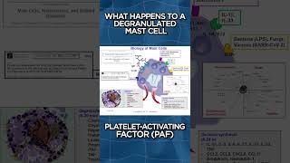 What Happens To A Degranulated Mast Cell [upl. by Sucam]