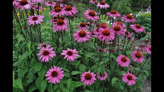 Heat Loving PerennialsGarden TourGarden Style nw [upl. by Alleras]