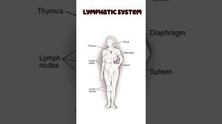 WHAT IS LYMPHATIC SYSTEM lymphaticsystem lymph biology lymphvessels lymphocytes lymphatic [upl. by Aiden419]