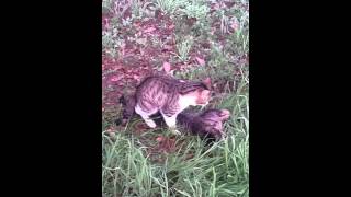 Cat mating with a freshly run over cat [upl. by Berta154]