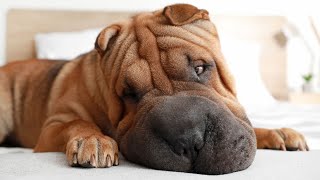 Crate Training Your Chinese SharPei Tips and Tricks [upl. by Tezil]