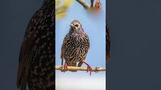 European Starling Bird  Can Mimic Any Sound [upl. by Nadbus658]