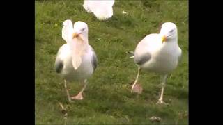 Seagull eats plastic bagwmv [upl. by Worlock144]