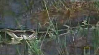 National Geographic  Python Vs Crocodile [upl. by Ocicnarf623]