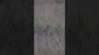 African Wild Cat  Lion Sands Game Reserve  Sabi Sand [upl. by Giacobo]