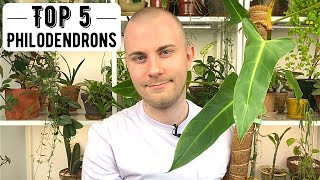 Top 5 Philodendrons [upl. by Ddal257]